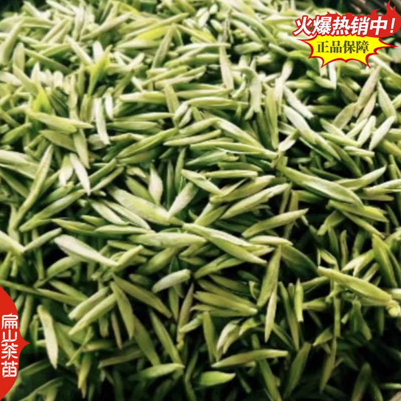 潮州十大香型茶苗:杏仁香竹叶茶叶苗姜花香柚花香茶树苗2
