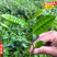 潮州十大香型茶苗:杏仁香竹叶茶叶苗姜花香柚花香茶树苗2