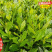 潮州十大香型茶苗:杏仁香竹叶茶叶苗姜花香柚花香茶树苗2
