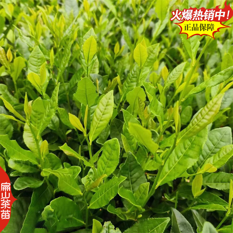 潮州十大香型茶苗:杏仁香竹叶茶叶苗姜花香柚花香茶树苗2