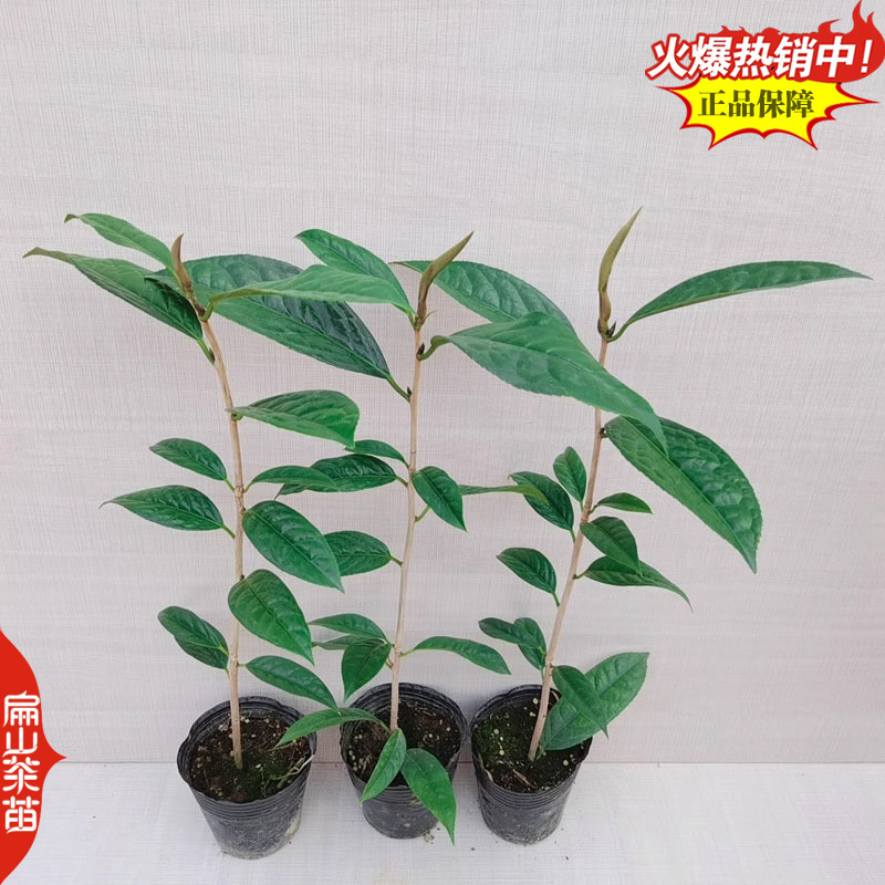 潮州十大香型茶苗:杏仁香竹叶茶叶苗姜花香柚花香茶树苗2