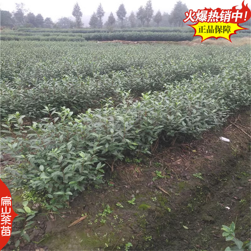凤凰单丛茶树苗：柚叶香竹叶香夜来香肉桂香小杯苗茶苗1#