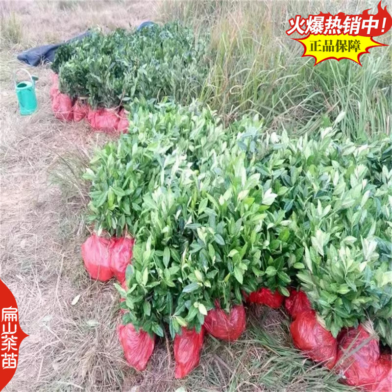 凤凰单丛茶树苗：柚叶香竹叶香夜来香肉桂香小杯苗茶苗1#