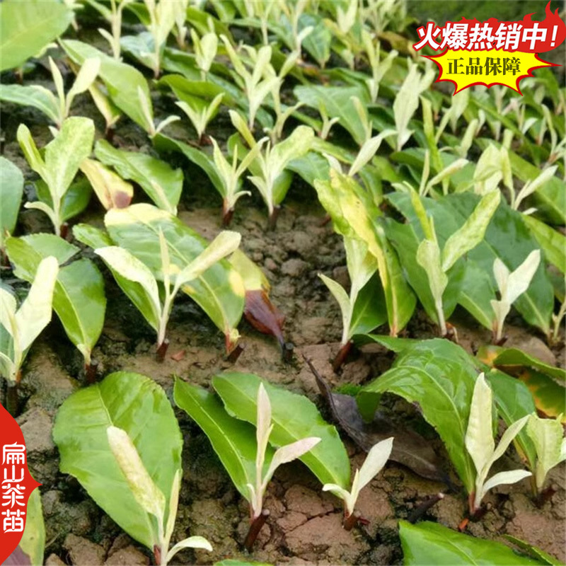 凤凰单丛茶树苗：柚叶香竹叶香夜来香肉桂香小杯苗茶苗1#