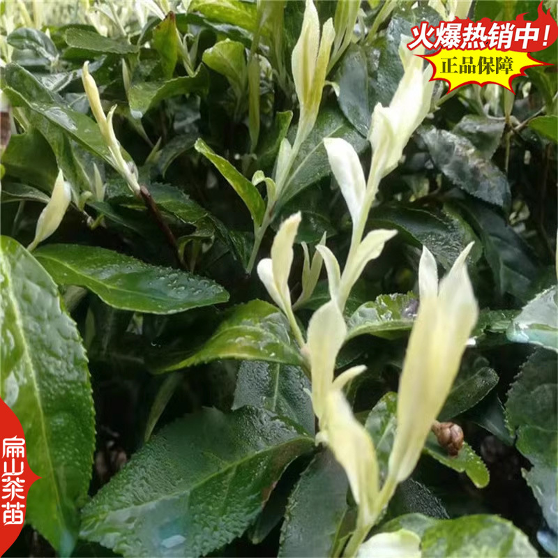 凤凰单丛茶树苗：柚叶香竹叶香夜来香肉桂香小杯苗茶苗1#