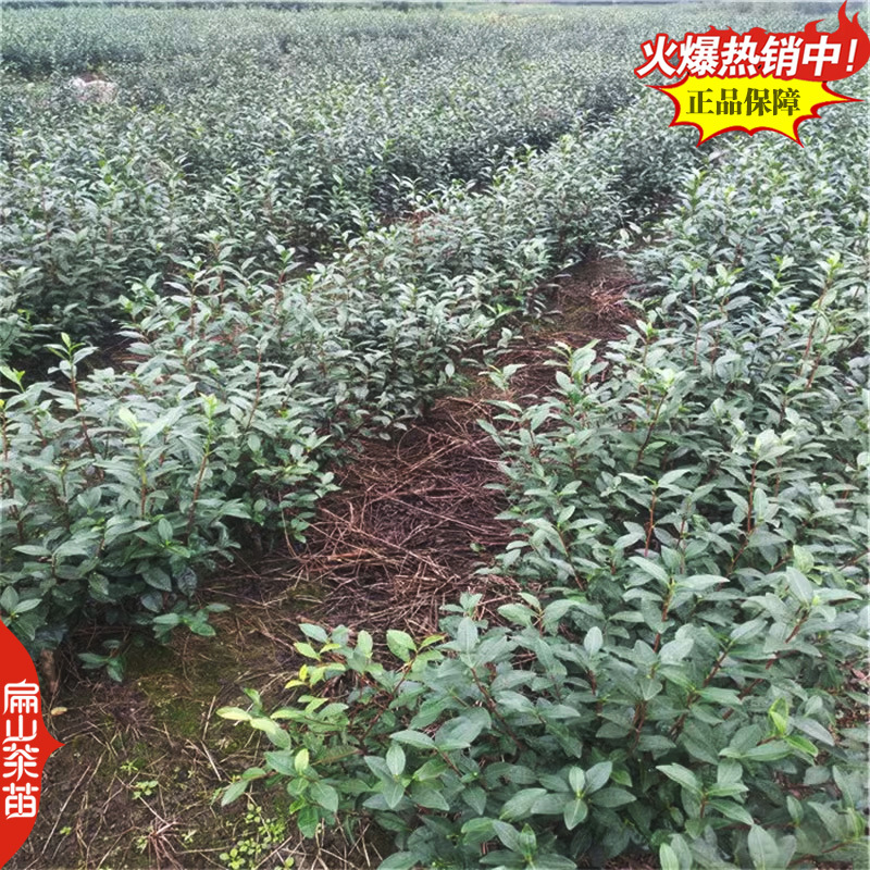 凤凰单丛茶树苗：柚叶香竹叶香夜来香肉桂香小杯苗茶苗1#