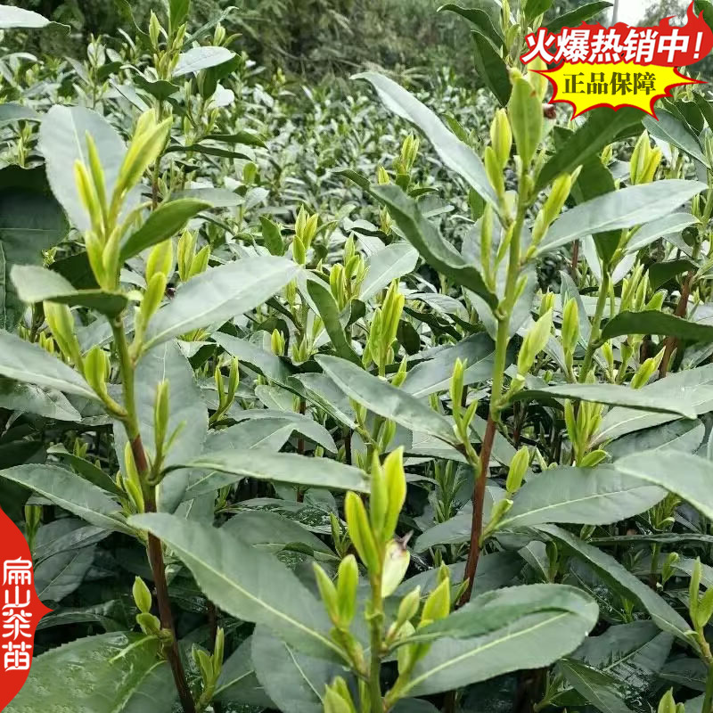 新鲜矮地茶叶树苗培育平地木叶底珠叶下红紫金牛茶苗1#