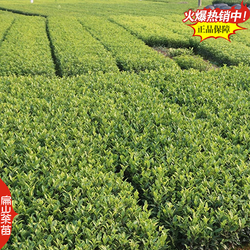 新鲜矮地茶叶树苗培育平地木叶底珠叶下红紫金牛茶苗1#
