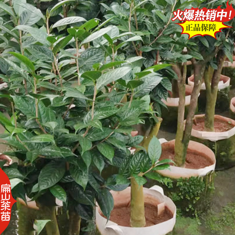 新鲜矮地茶叶树苗培育平地木叶底珠叶下红紫金牛茶苗1#