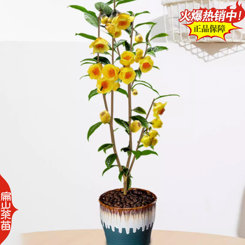 新鲜矮地茶叶树苗培育平地木叶底珠叶下红紫金牛茶苗1#