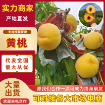 黄桃陕西黄桃现摘现发供应全国市场电商商超欢迎咨询