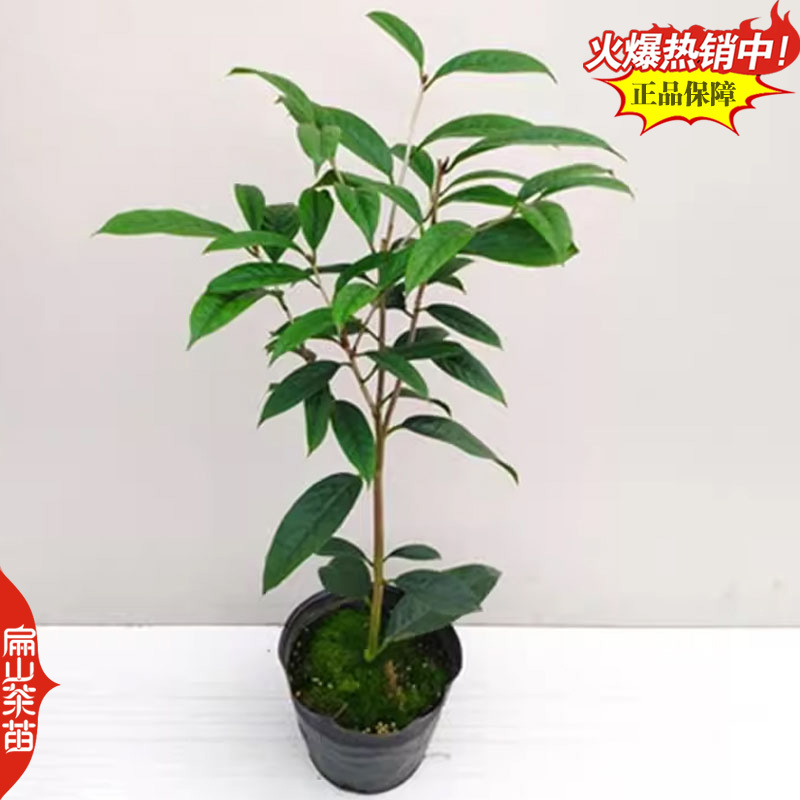 浙江湖州矮地苗安吉白茶苗福鼎大白毫茶叶苗乌牛早1#