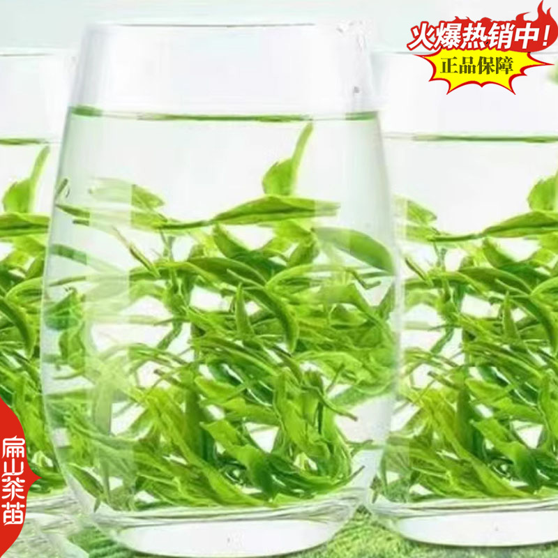 浙江湖州矮地苗安吉白茶苗福鼎大白毫茶叶苗乌牛早1#