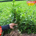 云南大叶种茶树苗福建梅占茶叶苗金牡丹肉桂福云茶苗1#