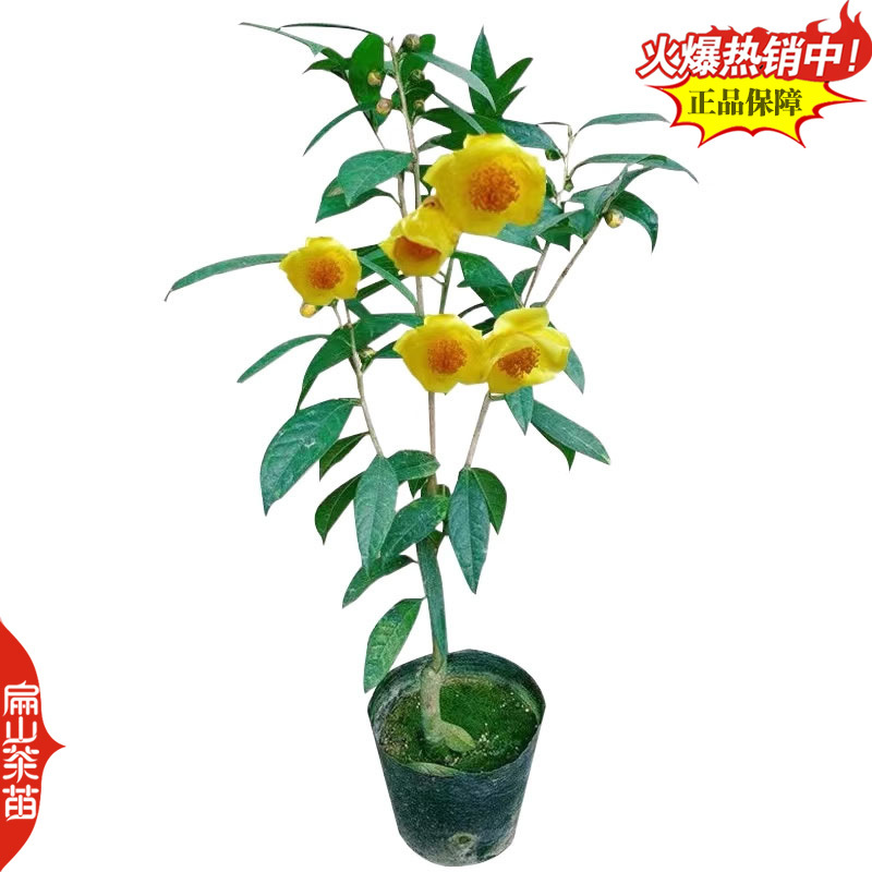 云南大叶种茶树苗福建梅占茶叶苗金牡丹肉桂福云茶苗1#