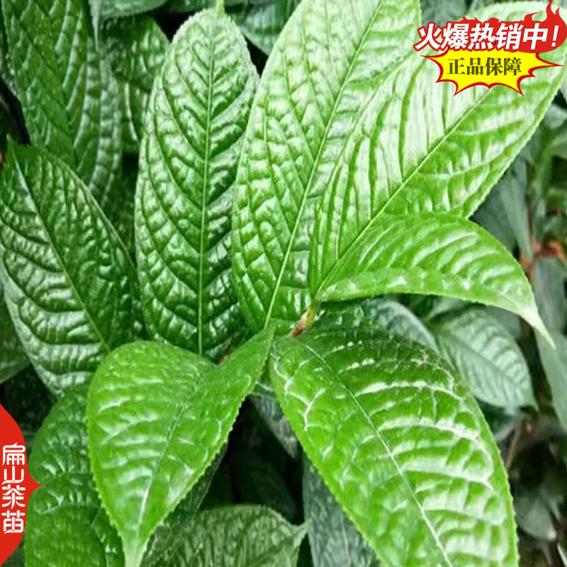 云南大叶种茶树苗福建梅占茶叶苗金牡丹肉桂福云茶苗1#