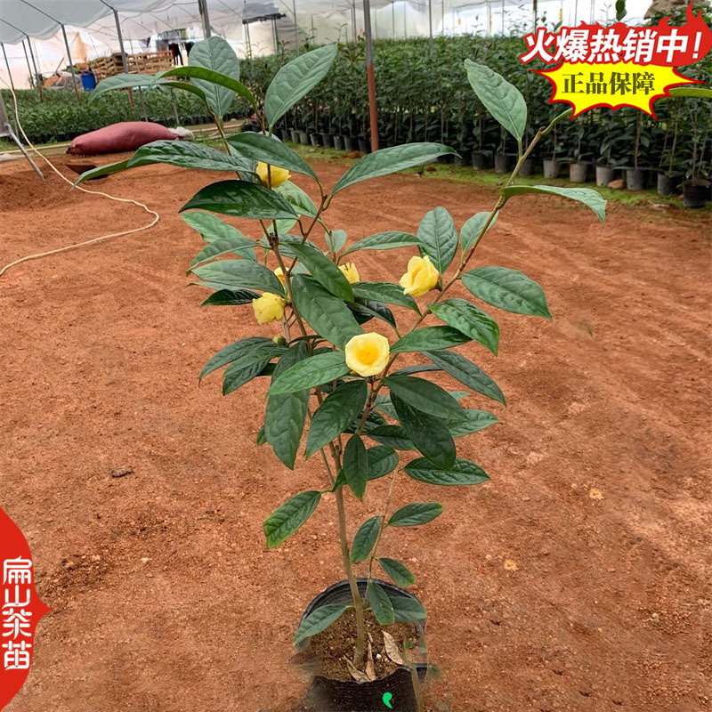 云南大叶种茶树苗福建梅占茶叶苗金牡丹肉桂福云茶苗1#