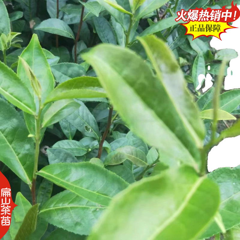 云南大叶种茶树苗福建梅占茶叶苗金牡丹肉桂福云茶苗1#