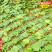 云南大叶种茶树苗福建梅占茶叶苗金牡丹肉桂福云茶苗1#