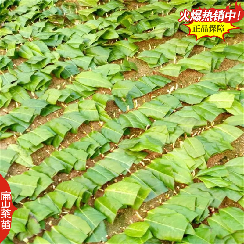 云南大叶种茶树苗福建梅占茶叶苗金牡丹肉桂福云茶苗1#