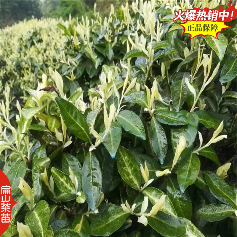 云南大叶种茶树苗福建梅占茶叶苗金牡丹肉桂福云茶苗1#