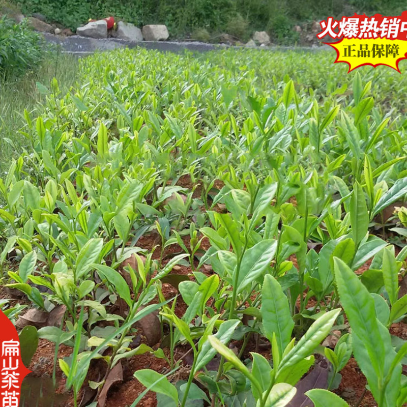 福建龙岩漳平水仙茶苗龙井43号蒙山九号白茶中茶108#1