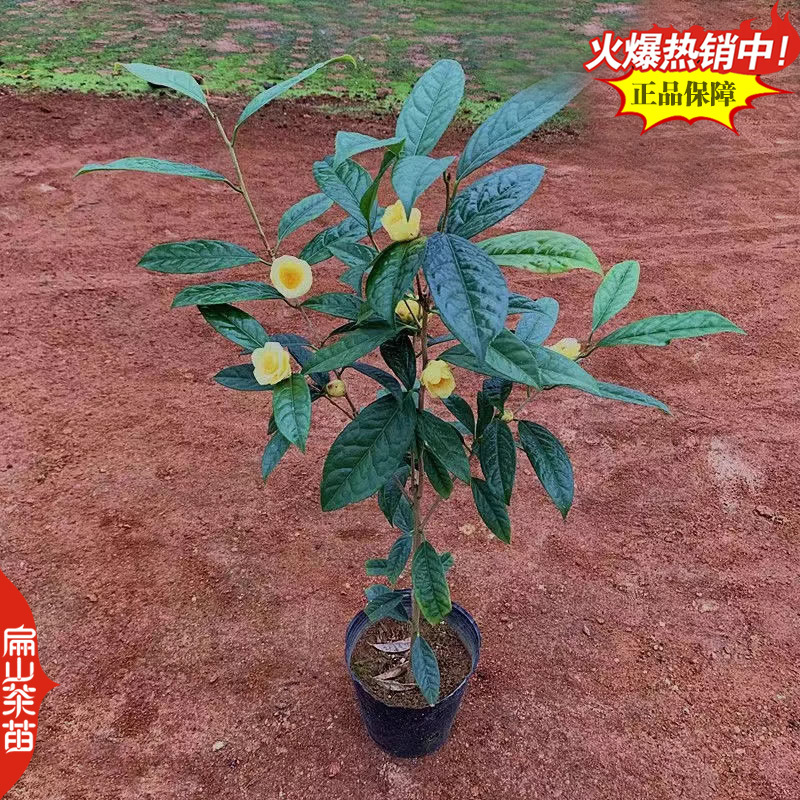 云南临沧勐库纯大叶种中黄系列305肉桂毛蟹丹桂茶苗1号