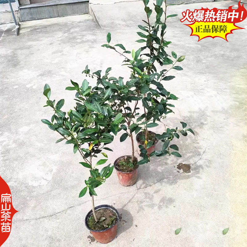 福建早茶苗丹桂茶苗大乌叶金观音茶树苗白芽奇兰茶叶苗2