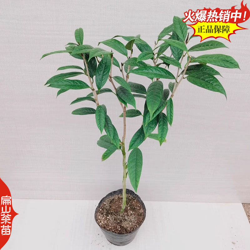 广西北海金花茶苗绿茶红茶乌龙八仙茶苗大乌叶茶树苗产地2