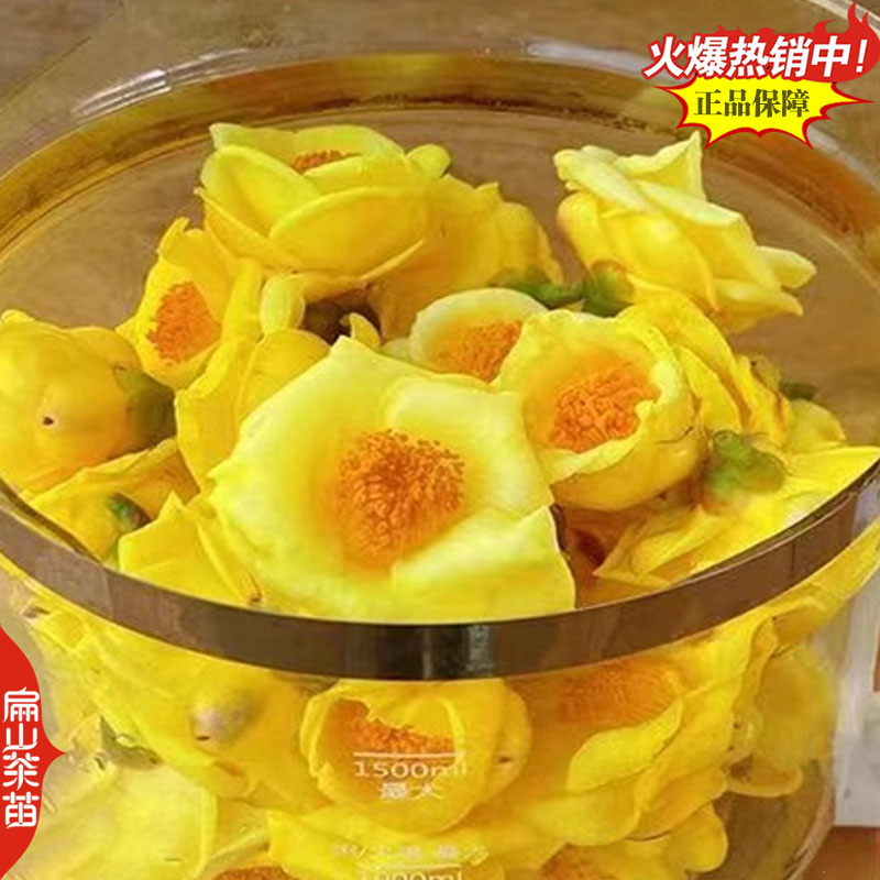 广西北海金花茶苗绿茶红茶乌龙八仙茶苗大乌叶茶树苗产地2