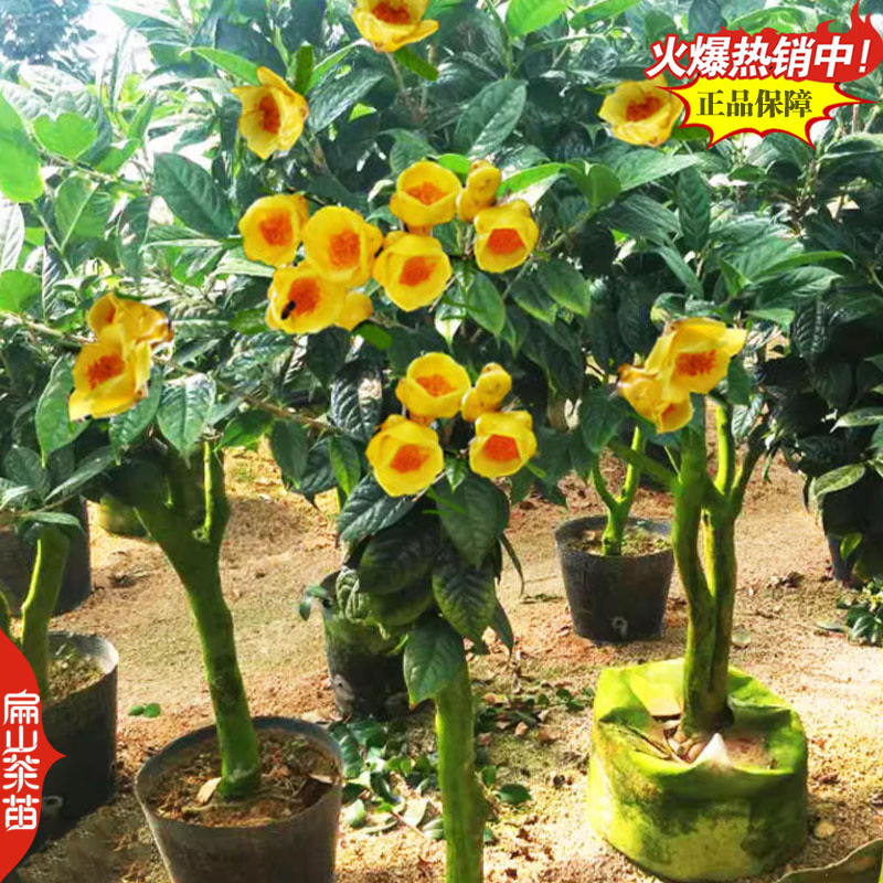 广西北海金花茶苗绿茶红茶乌龙八仙茶苗大乌叶茶树苗产地2