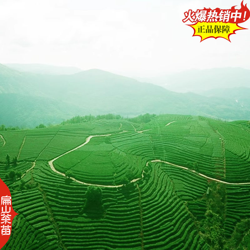 广西北海金花茶苗绿茶红茶乌龙八仙茶苗大乌叶茶树苗产地2