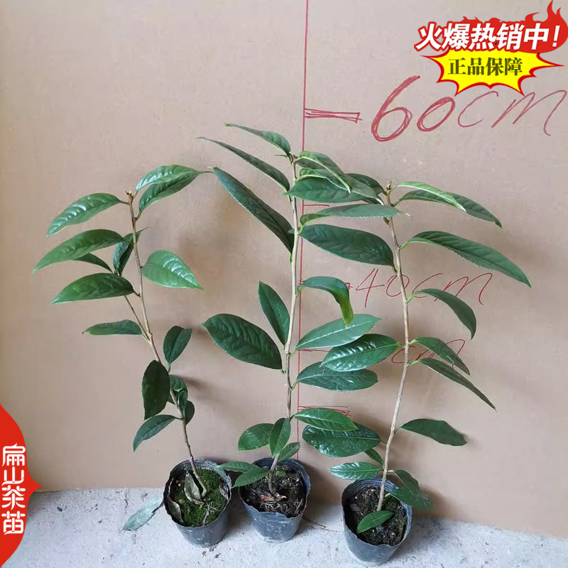 2025-2029闽西早茶叶树苗培育碧香早薮北金花茶苗2