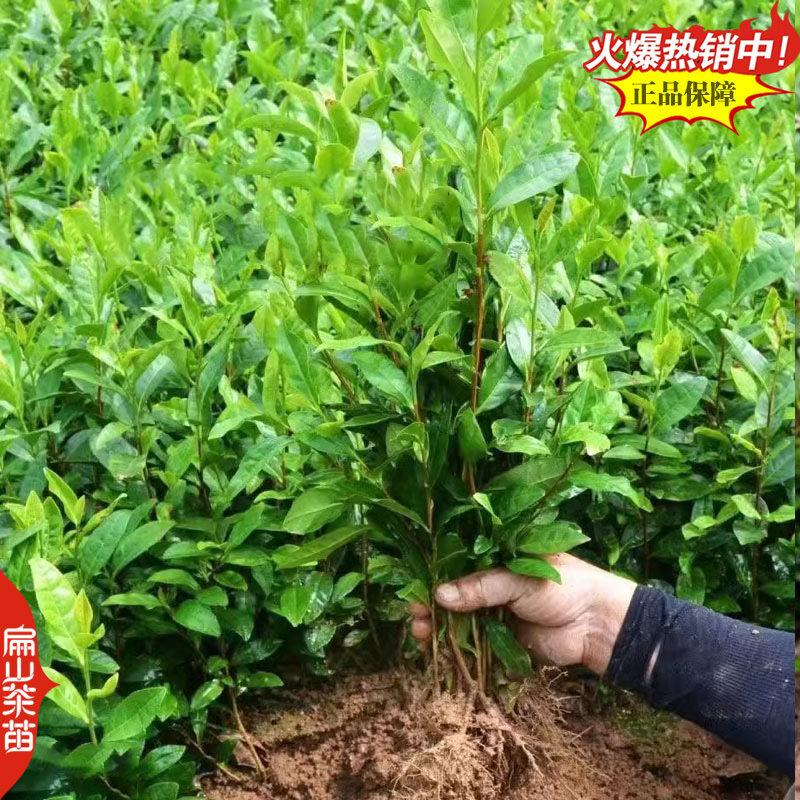 2025-2029闽西早茶叶树苗培育碧香早薮北金花茶苗2