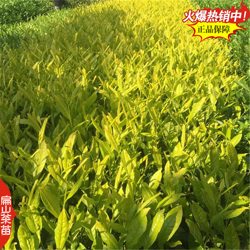 2025-2029闽西早茶叶树苗培育碧香早薮北金花茶苗2
