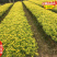 2025-2029闽西早茶叶树苗培育碧香早薮北金花茶苗2