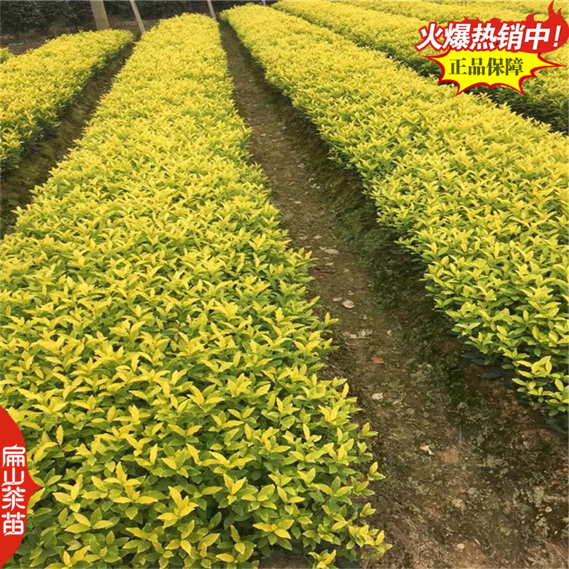 2025-2029闽西早茶叶树苗培育碧香早薮北金花茶苗2