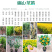 2025-2029闽西早茶叶树苗培育碧香早薮北金花茶苗2