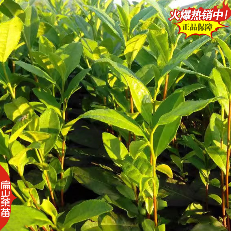 球型新品种绿茶树苗红茶叶苗特早茶球春茶寒露谷雨1苗