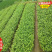 球型新品种绿茶树苗红茶叶苗特早茶球春茶寒露谷雨1苗