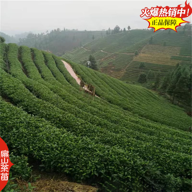 球型新品种绿茶树苗红茶叶苗特早茶球春茶寒露谷雨1苗