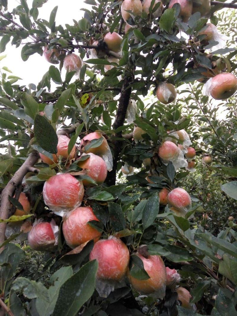 辽宁葫芦岛绥中嘎啦苹果大量上市/精品嘎啦苹果一手货源