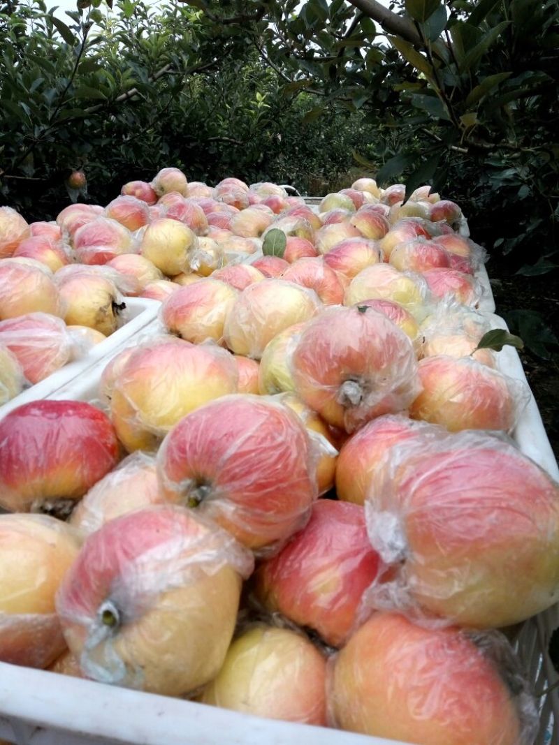 辽宁葫芦岛绥中嘎啦苹果大量上市/精品嘎啦苹果一手货源