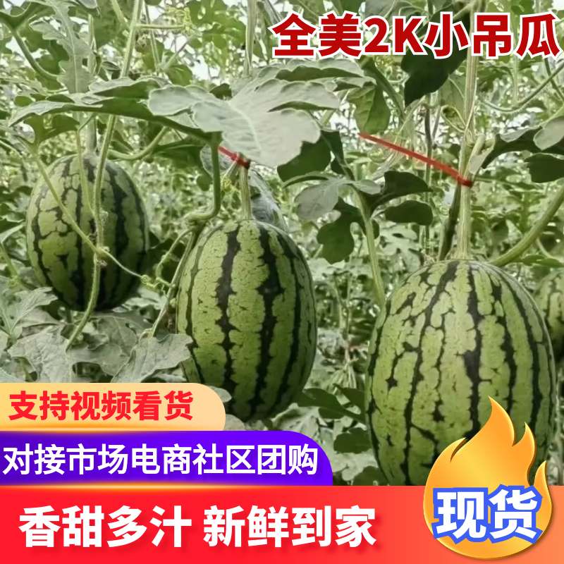 【全美2K小吊瓜】辽宁锦州小吊瓜西瓜量大从优可视频看货