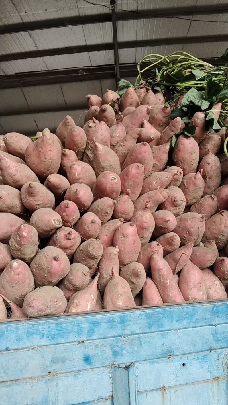 精品红薯龙九红薯一手货源量大从优价格美丽