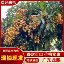 广东龙眼