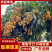 广东龙眼