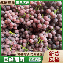 巨峰葡萄大量有果保证质量对接超市团购