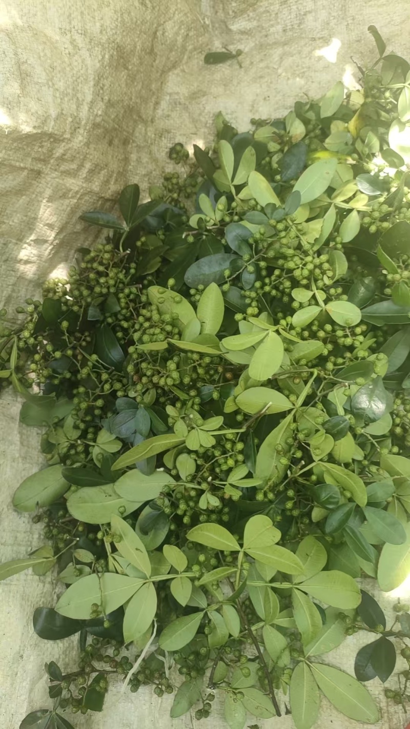 精品青花椒大量上市人工采摘产地直发保质保量量大从优