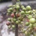 精品青花椒大量上市人工采摘产地直发保质保量量大从优